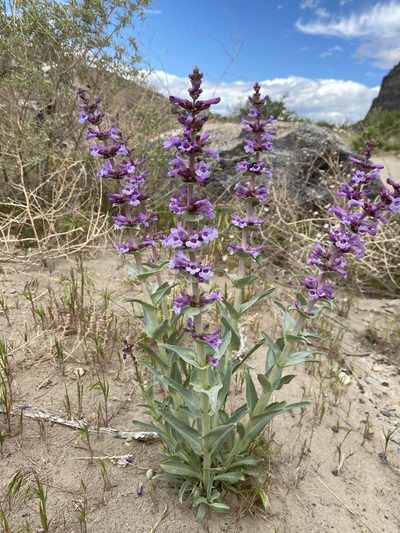 Penstemon acuminatus, photographed by Matt Berger