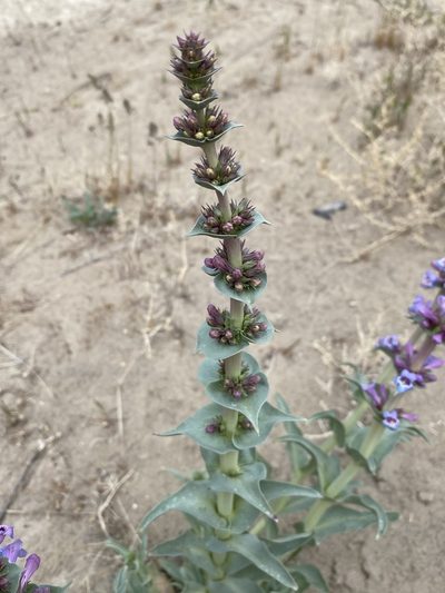 Penstemon acuminatus, photographed by Matt Berger