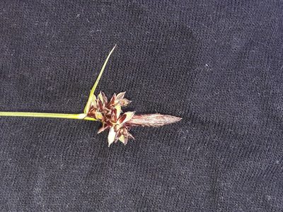 Carex montana, photographed by Bastien Alegot