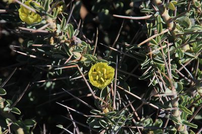 Monsonia spinosa, photographed by Tony Rebelo