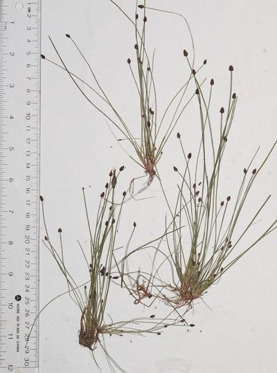 Eleocharis ovata, photographed by Allan Harris