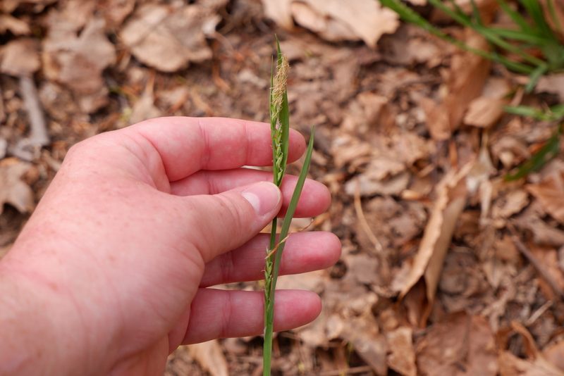 Carex laxiflora, photographed by Bonnie Semmling