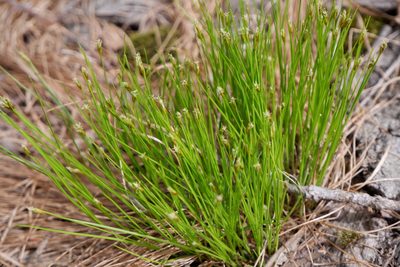Trichophorum planifolium, photographed by Bonnie Semmling
