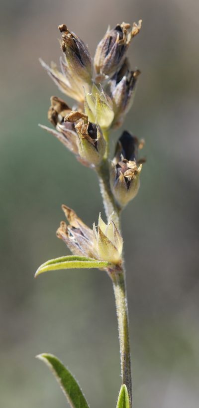 Psoralea venusta, photographed by Charles Stirton