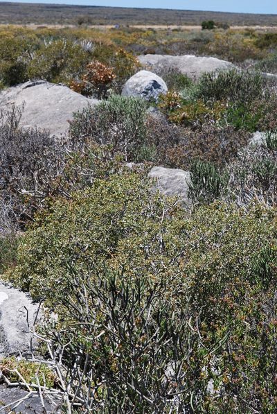 Psoralea venusta, photographed by Charles Stirton