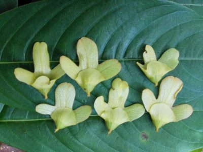 Oreomunnea mexicana, photographed by Bernardino Villa B.