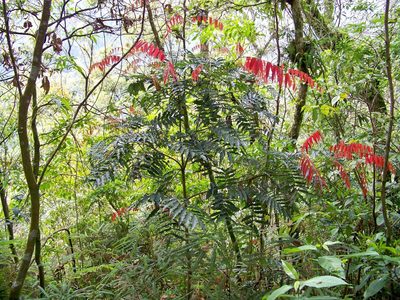 Oreomunnea mexicana, photographed by Bernardino Villa B.