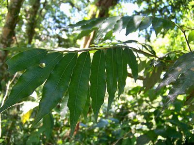 Oreomunnea mexicana, photographed by Bernardino Villa B.