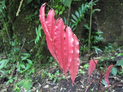 Alfaroa mexicana, photographed by Bernardino Villa B.