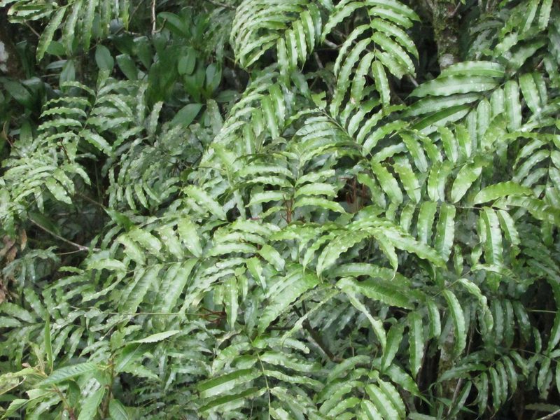 Alfaroa mexicana, photographed by Bernardino Villa B.