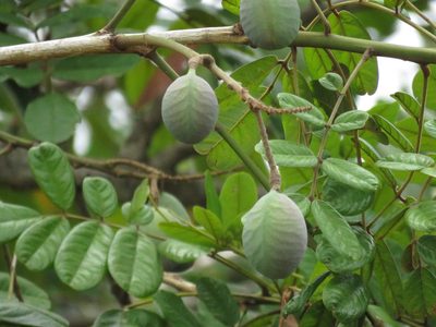 Andira galeottiana, photographed by Bernardino Villa B.