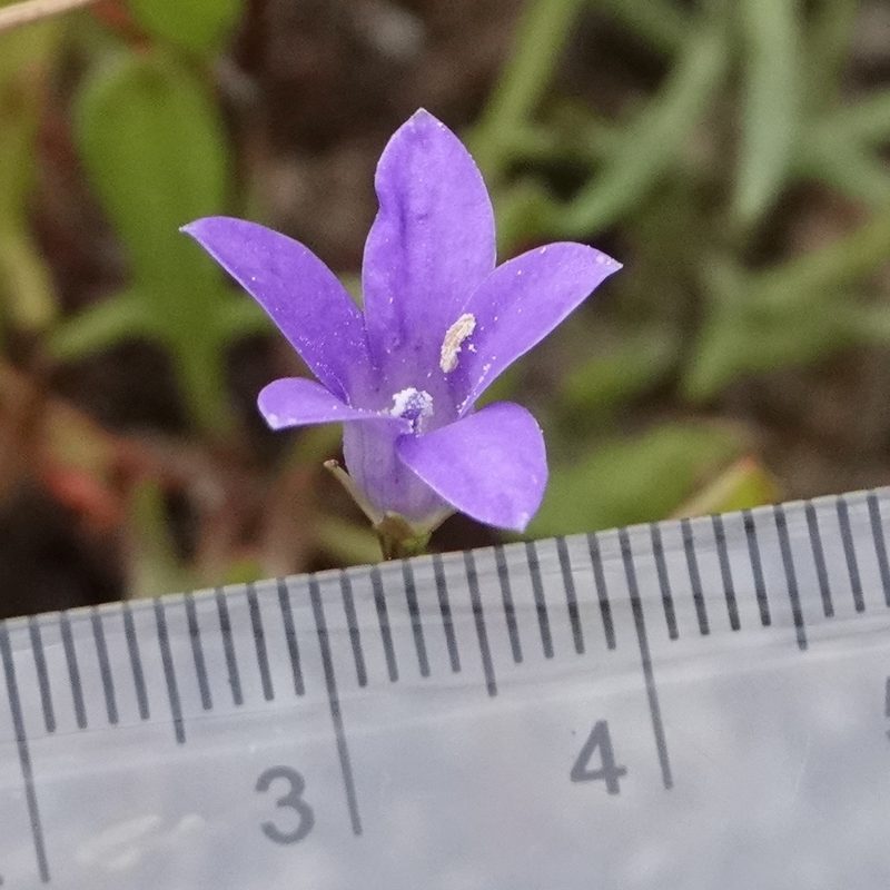 Wahlenbergia densifolia, photographed by Max Campbell