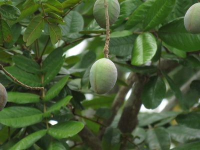 Andira galeottiana, photographed by Bernardino Villa B.