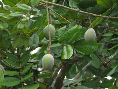 Andira galeottiana, photographed by Bernardino Villa B.