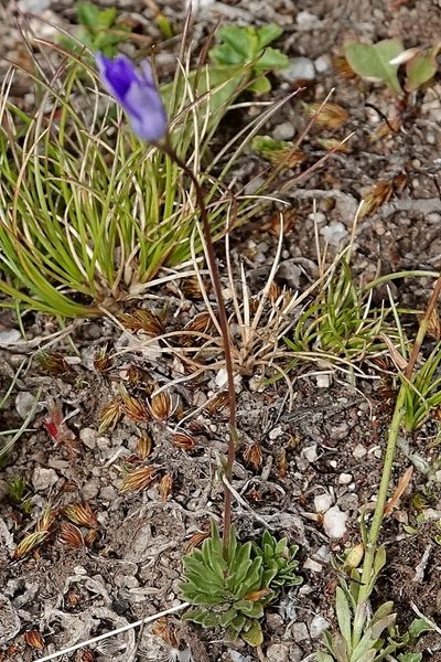 Wahlenbergia densifolia, photographed by Max Campbell
