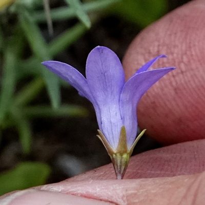 Wahlenbergia densifolia, photographed by Max Campbell