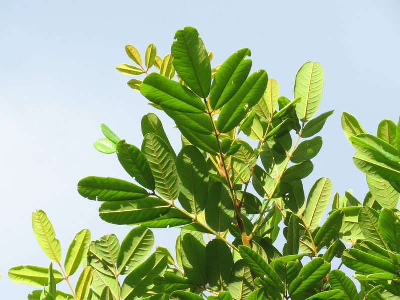 Andira galeottiana, photographed by Bernardino Villa B.