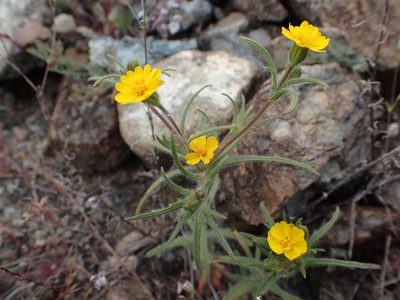 Harmonia guggolziorum, photographed by Scott Yarger