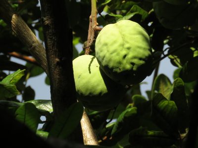 Andira galeottiana, photographed by Bernardino Villa B.