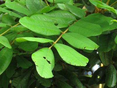 Andira galeottiana, photographed by Bernardino Villa B.