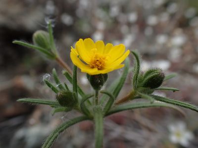 Harmonia guggolziorum, photographed by Scott Yarger