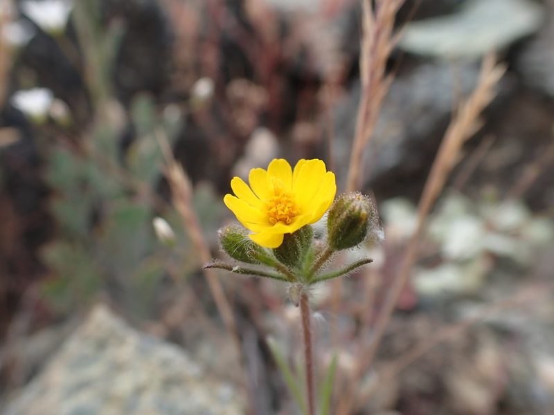 Harmonia guggolziorum, photographed by Scott Yarger