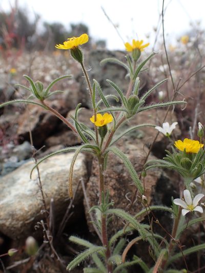 Harmonia guggolziorum, photographed by Scott Yarger