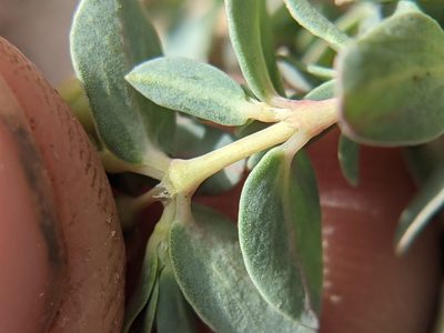 Euphorbia jejuna, photographed by Eric Knight
