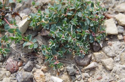 Euphorbia jejuna, photographed by Eric Knight