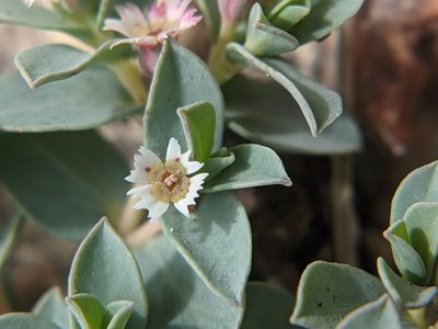 Euphorbia jejuna, photographed by Eric Knight