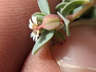 Euphorbia jejuna, photographed by Eric Knight