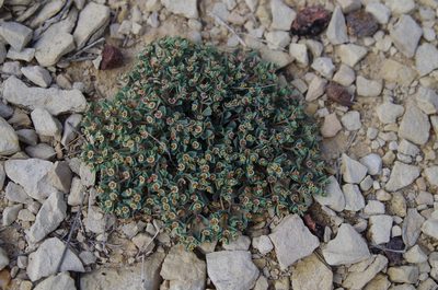 Euphorbia jejuna, photographed by Eric Knight