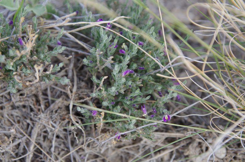 Hebecarpa macradenia, photographed by Eric Knight