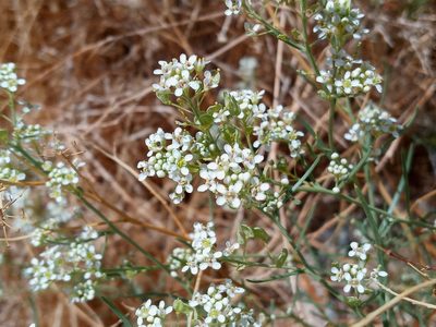 Lepidium fremontii, photographed by Daniel S.