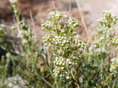Lepidium fremontii, photographed by Daniel S.