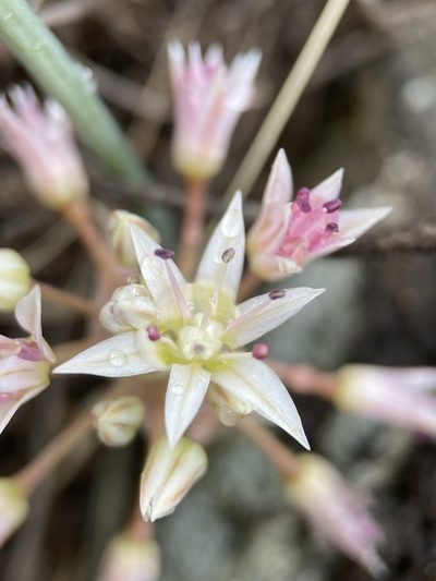 Allium nevadense, photographed by Matt Berger