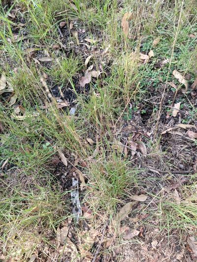 Bothriochloa decipiens, photographed by ainsley_isme