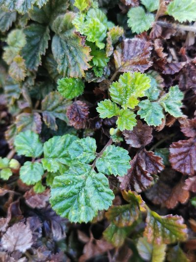 Rubus radicans, photographed by Inao Vasquez