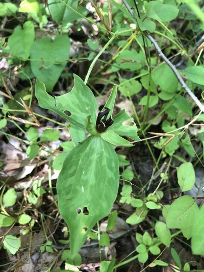 Trillium lancifolium, photographed by John Kees