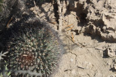 Mammillaria melanocentra, photographed by Francisco Martínez González
