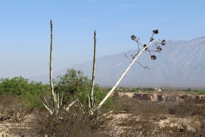 Agave asperrima, photographed by Francisco Martínez González