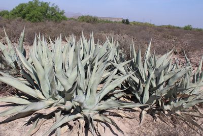 Agave asperrima, photographed by Francisco Martínez González