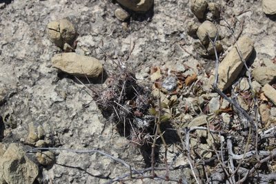 Grusonia bulbispina, photographed by Francisco Martínez González