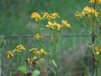 Senecio ampullaceus, photographed by Suanne Pyle