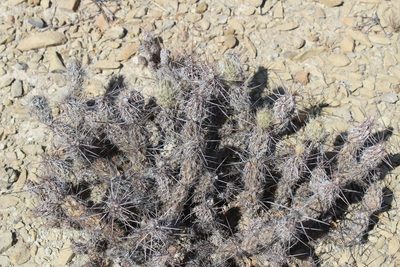 Grusonia bulbispina, photographed by Francisco Martínez González