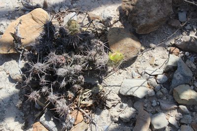 Grusonia bulbispina, photographed by Francisco Martínez González