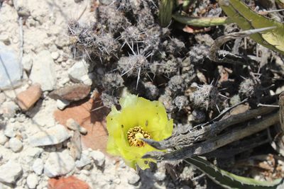 Grusonia bulbispina, photographed by Francisco Martínez González