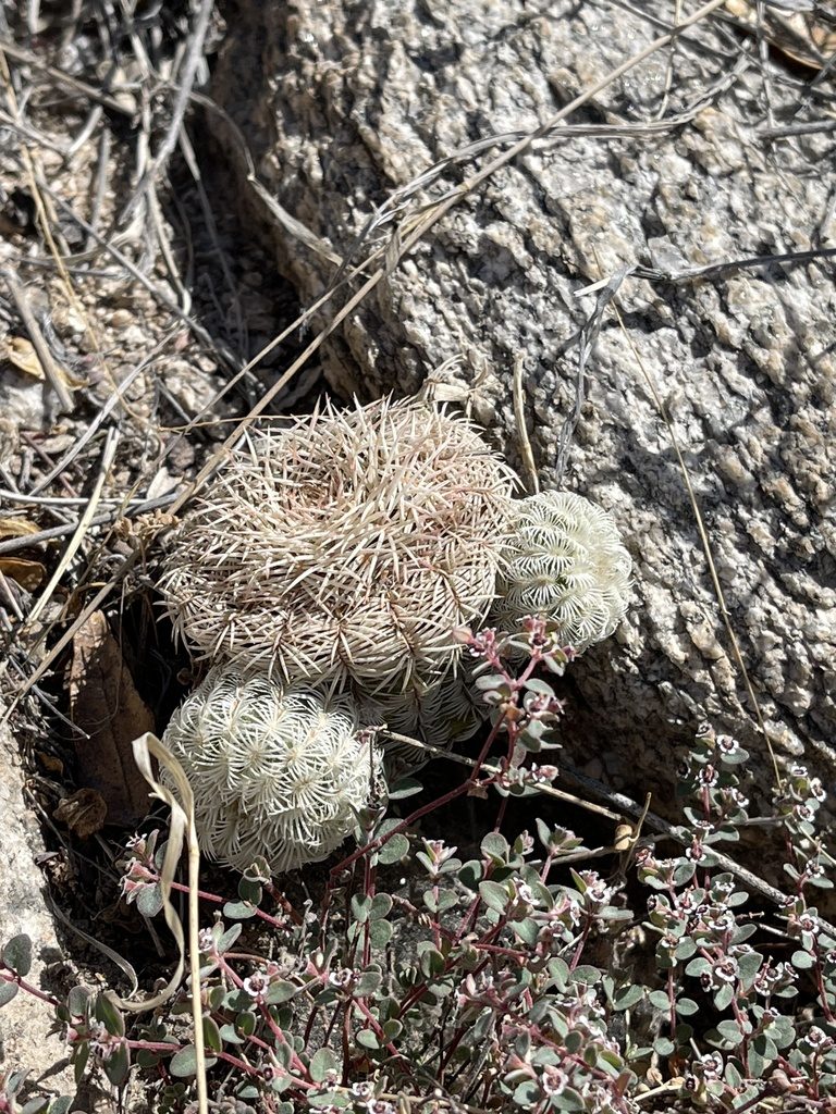 Echinocereus rigidissimus, photographed by CK2AZ