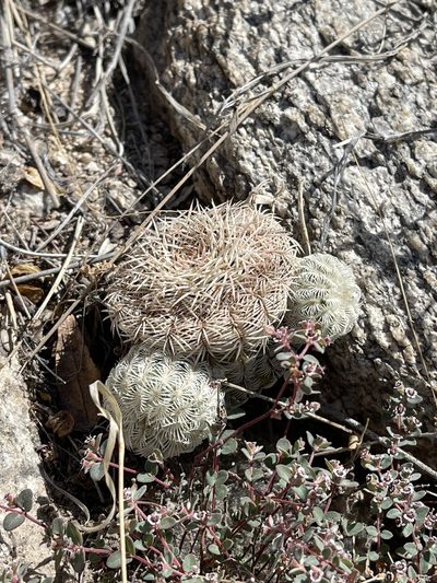 Echinocereus rigidissimus, photographed by CK2AZ