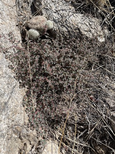 Echinocereus rigidissimus, photographed by CK2AZ